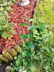 Cotoneaster divaricatus