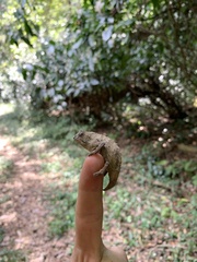 Rieppeleon brevicaudatus