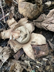 Geastrum triplex