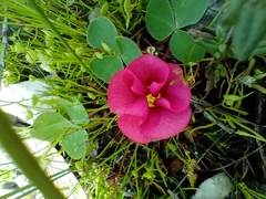 Oxalis purpurea
