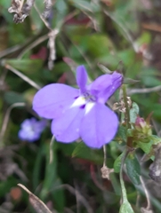 Lobelia erinus
