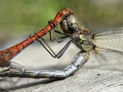 Sympetrum striolatum