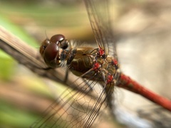 Sympetrum striolatum