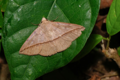 Ugia purpurea