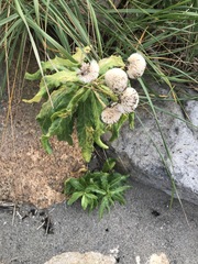 Senecio pseudoarnica
