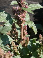 Amaranthus