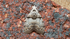 Nola pygmaeodes