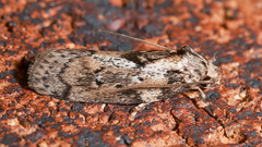 Philobota baryptera