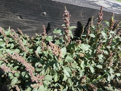 Amaranthus