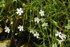 Heliosperma pusillum