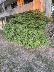 Pittosporum