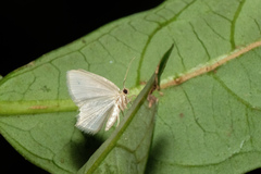 Idiochlora minuscula