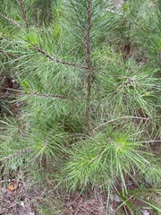 Pinus echinata
