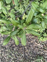 Pittosporum