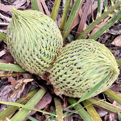 Macrozamia riedlei