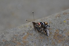Vanessa vulcania