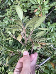 Pittosporum
