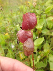 Rhinanthus minor