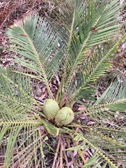 Macrozamia riedlei