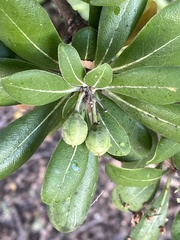 Pittosporum