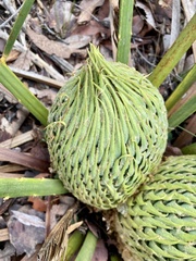 Macrozamia riedlei