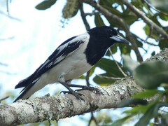 Cracticus nigrogularis