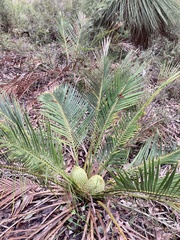 Macrozamia riedlei