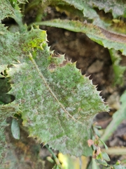 Golovinomyces sonchicola