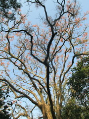 Erythrina verna