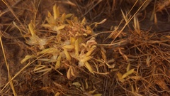 Lupinus brevicaulis