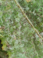 Golovinomyces sonchicola