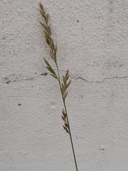 Poa compressa