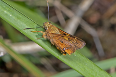 Trapezites symmomus