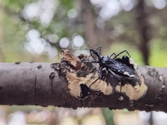 Yolinus albopustulatus