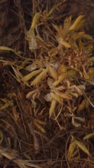 Lupinus brevicaulis