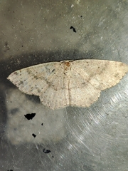 Cyclophora puppillaria