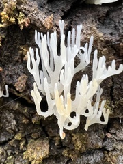 Lentaria epichnoa