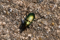 Poecilus cupreus