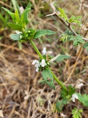 Leucas glabrata