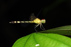 Odonata