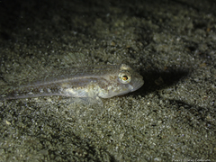 Gobius niger
