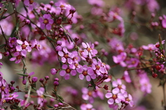 Euryomyrtus ramosissima