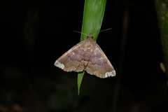 Adrapsa quadrilinealis