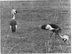 Balearica regulorum