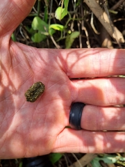 Thryonomys swinderianus