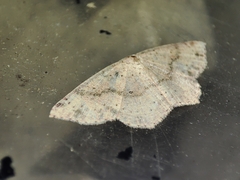 Cyclophora puppillaria