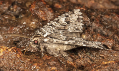 Platypolia anceps