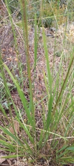 Elymus panormitanus
