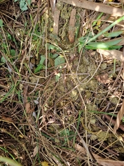 Thryonomys swinderianus