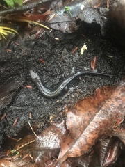 Desmognathus ochrophaeus